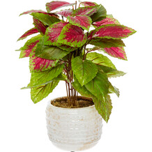 Artificial Coleus