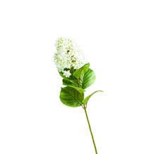 Plastic Hydrangea Stem