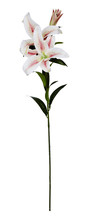 Fake Lilly