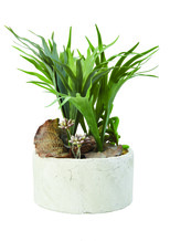 Faux Plant with Base