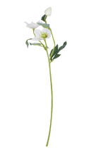 Faux White Flower