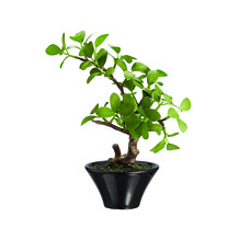 Mini Bonsai Tree In Black Pot