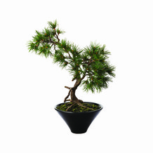 small bonsai tree