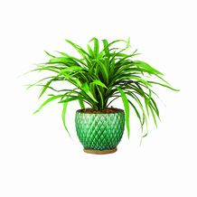 Spider Planting Green Ceramic Pot