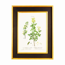 Antique Plant Illustration With Gold & Black Frame