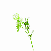 conservatory_plasticunblossomedhydrangeastem