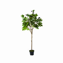 conservatory_largefigtree