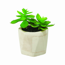 smallsucculentingreypot
