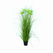 Spiky Tall Grass