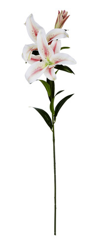 Fake Lilly