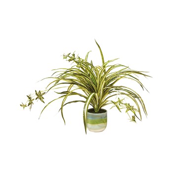 TK Maxx_Pflanze im Keramiktopf_16,99