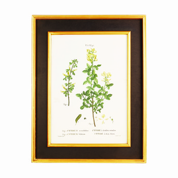 Antique Plant Illustration With Gold & Black Frame