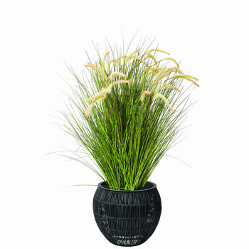 conservatory_tallgrassreeds
